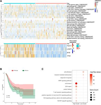 LncRNAs Target Ferroptosis-Related Genes and Impair Activation of CD4+ T Cell in Gastric Cancer